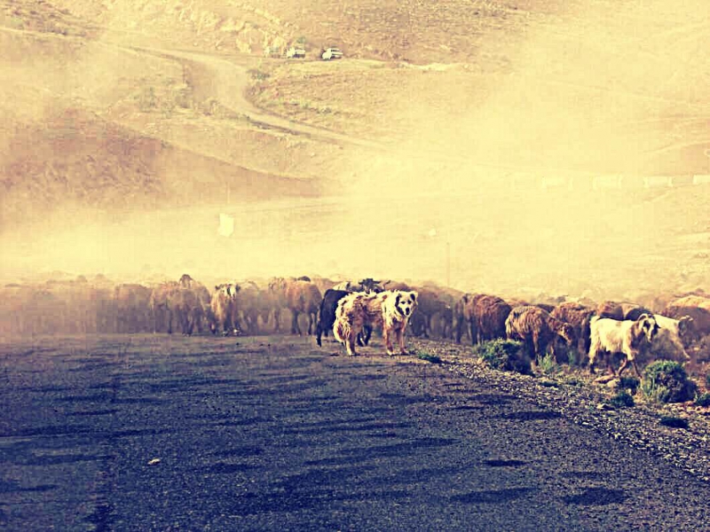Shepard Dog- Eynali -Tabriz- Babak Vahidi Azar-سگ چوپان - بابک وحیدی آذر 